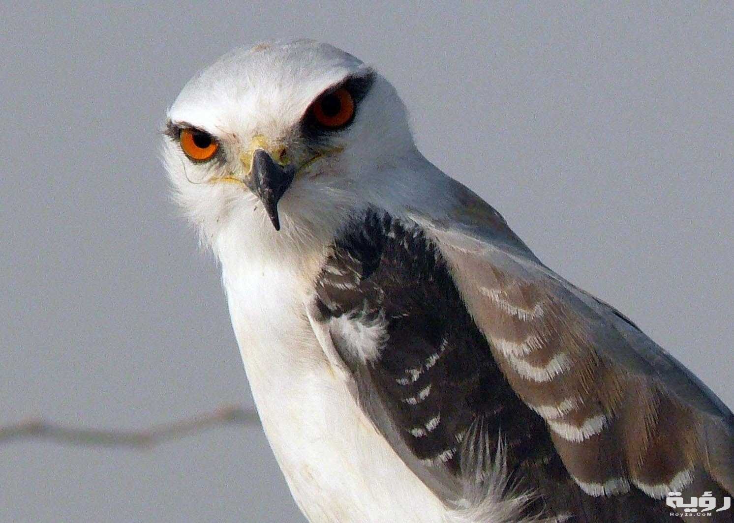 تفسير رؤية الحدأة في المنام 3 2555 Maxresdefault 3 Qu50 RT1600x1024 OS1492x1064 RD1492x1064