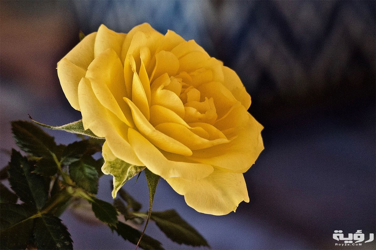 rosa yellow