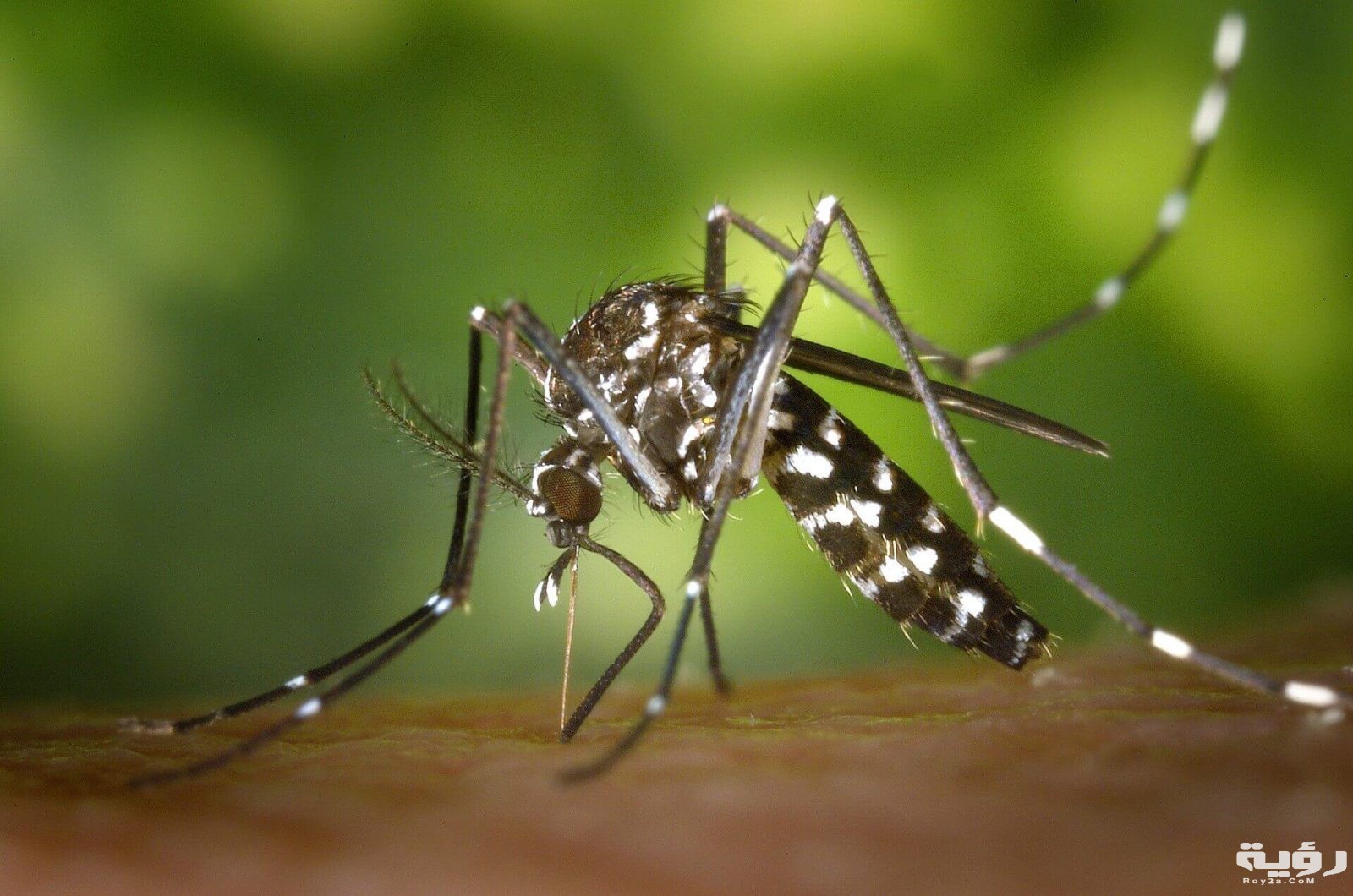 البعوضة 1 1