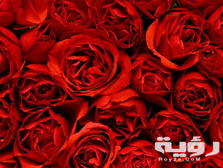 دلالات حلم اللون الاحمر والرموز لابن سيرين والنابلسي 2 تفسير رؤيه اللون الاحمر في الحلم بالتفصيل