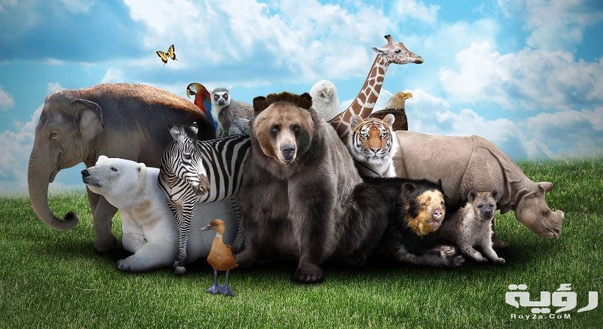 312 اسئلة عن الحيوانات للمسابقات واجابتها 4 حيوانات