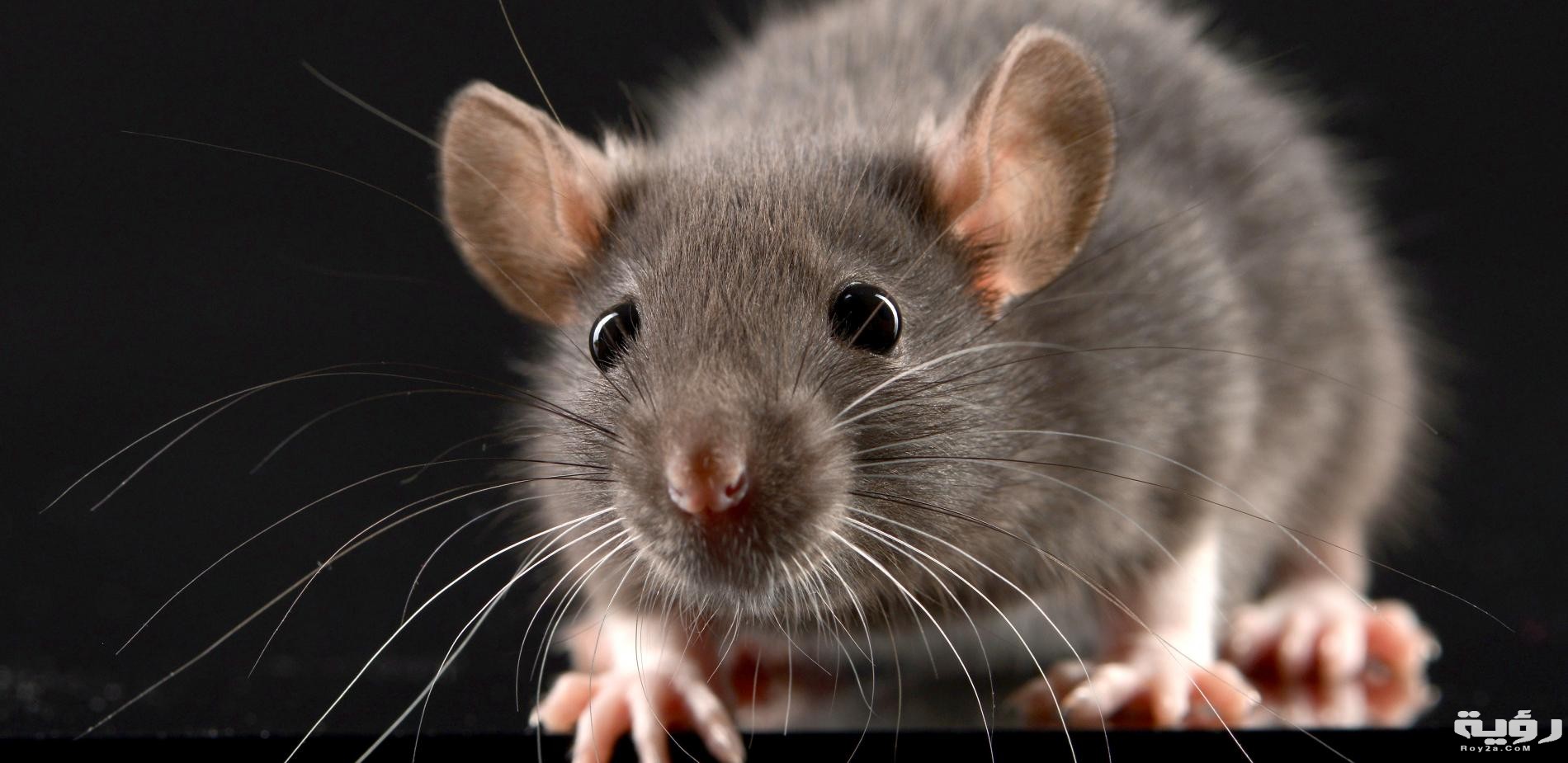 حلمت اني قتلت فار 5 7 3