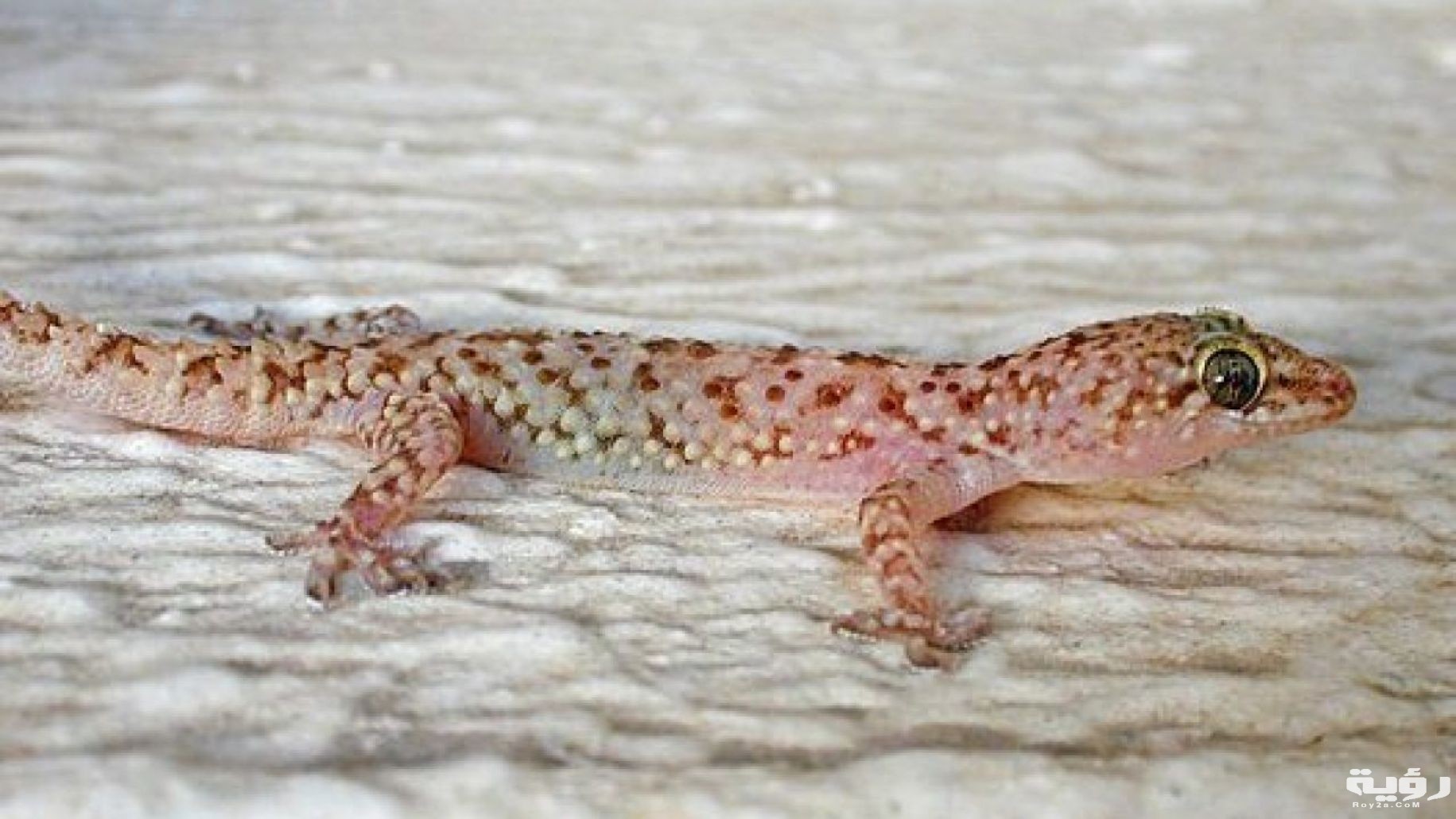 99ff5d8376777bd23c3a991b8e7217b6