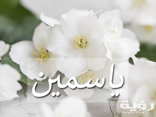 تفسير رؤية اسم ياسمين في المنام 2 jasmine