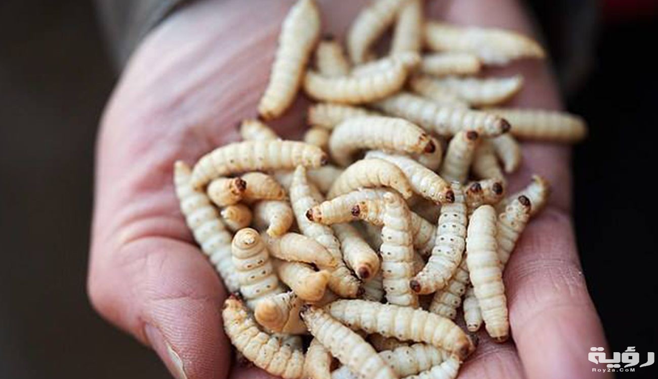 رؤية الدود يخرج من الجسم في المنام