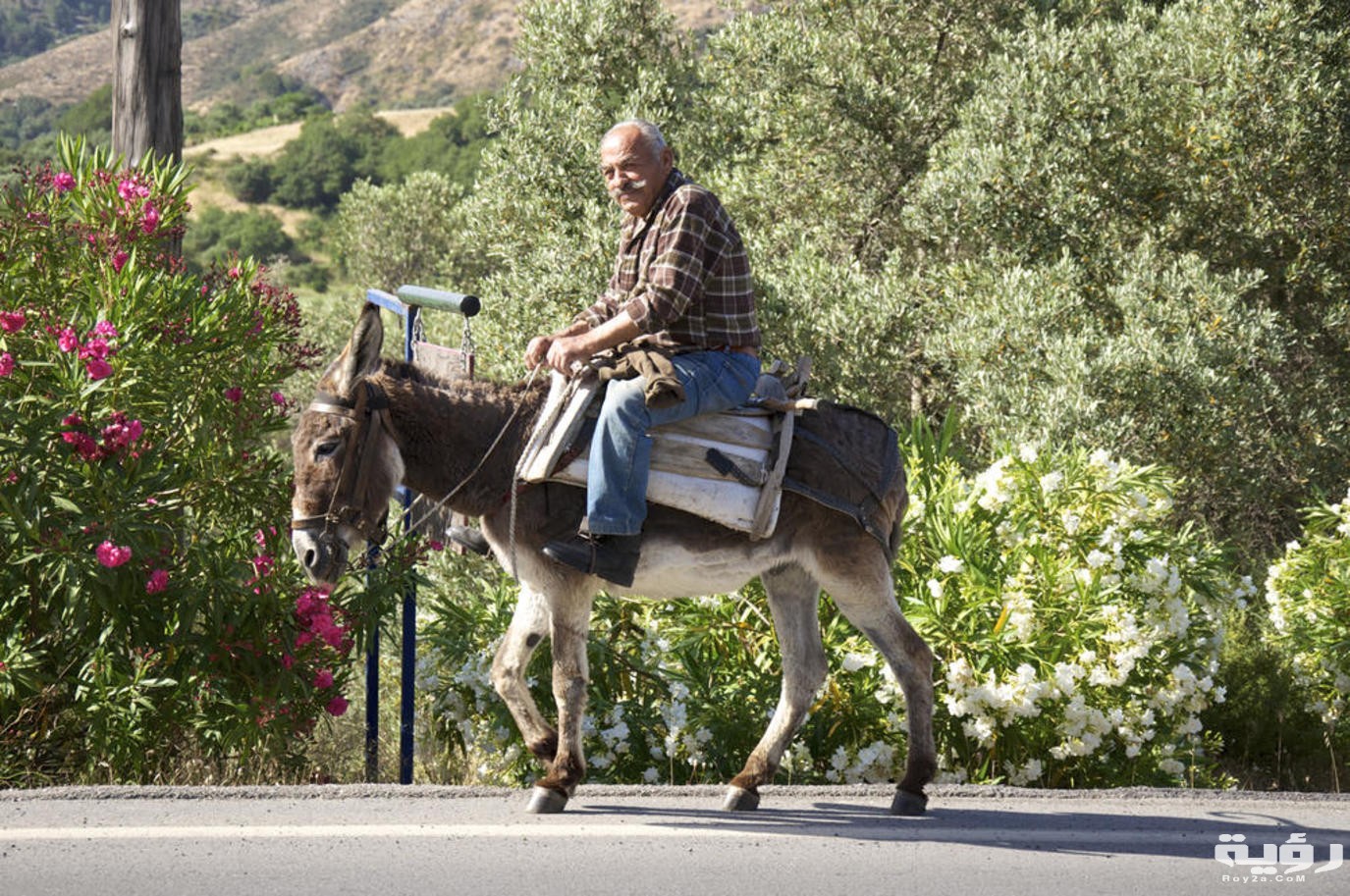 حلمت اني راكب حمار 2 2434001 17812541