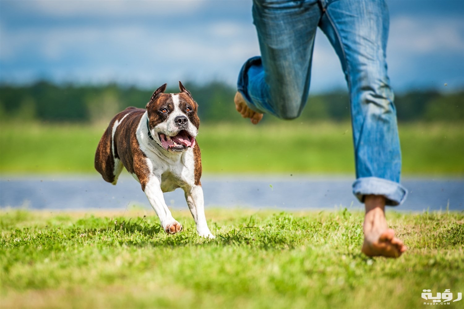 حلمت اني كلاب بتجري ورايا 4 تفسير كلالب