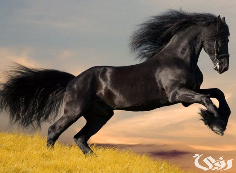 تفسير رؤية الحصان الأسود