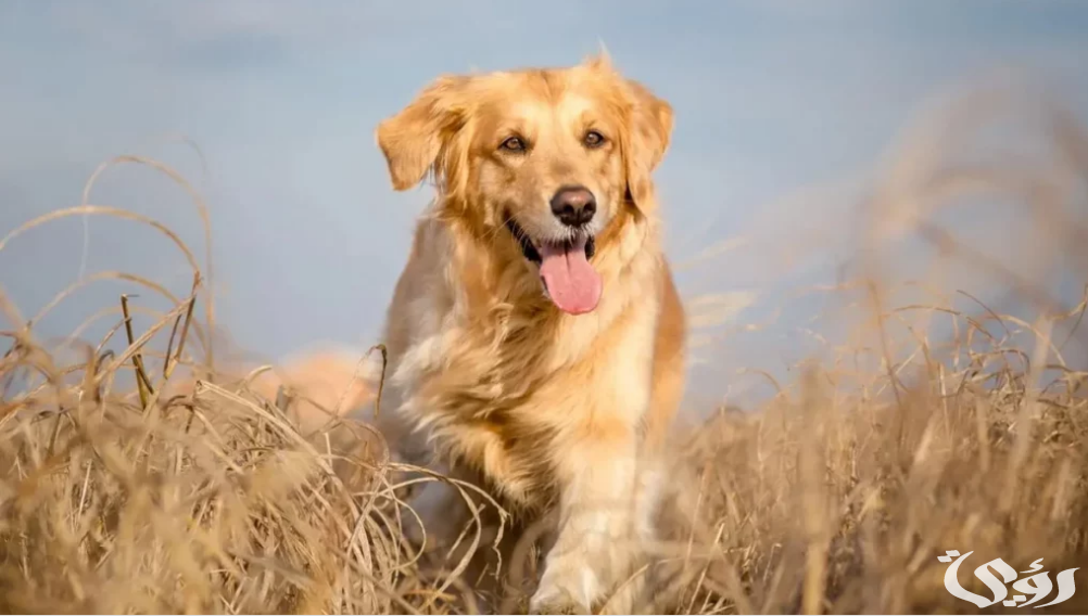 هل رؤية الكلب في المنام خير أو شر