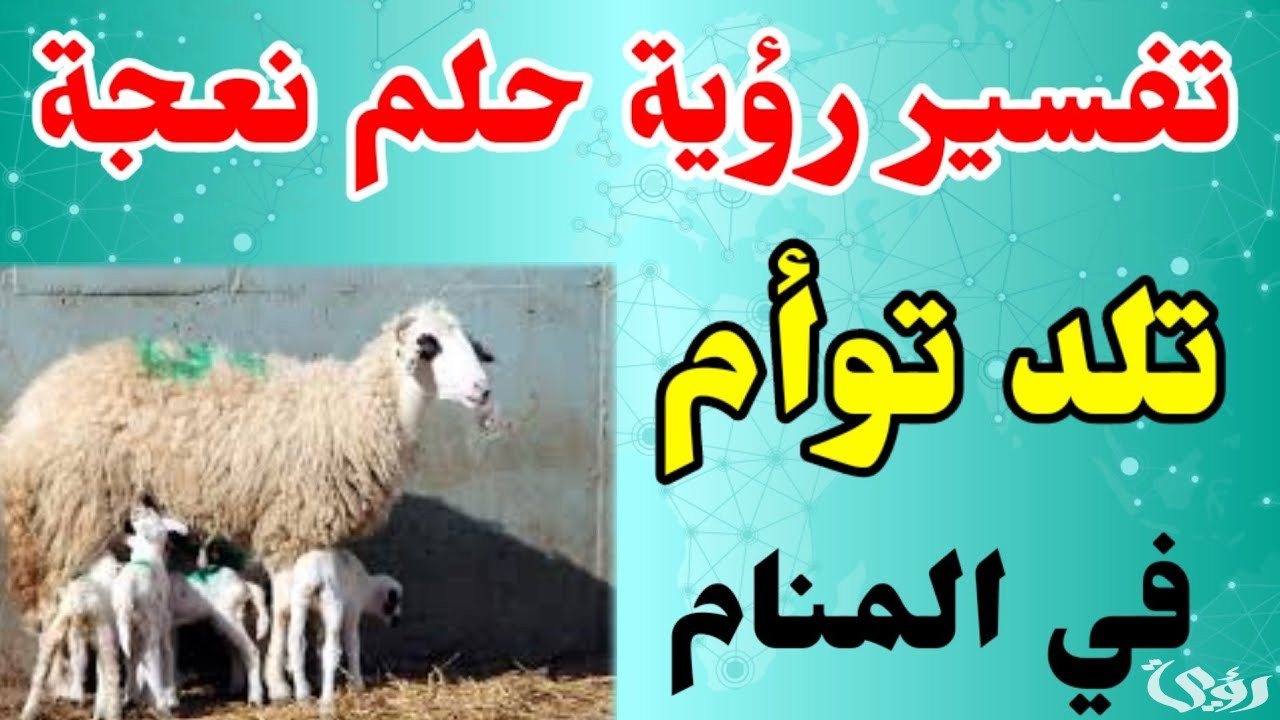 تفسير رؤية ولادة النعجة