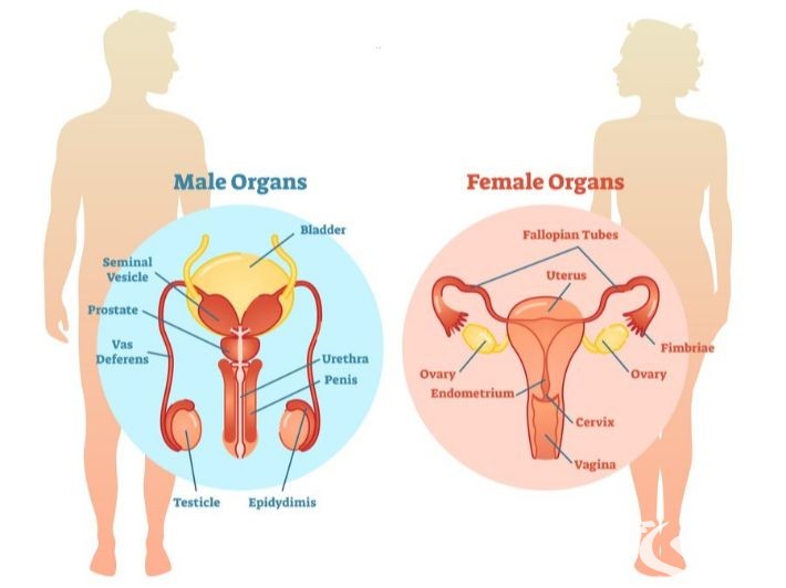 بحث عن الجهاز التناسلي