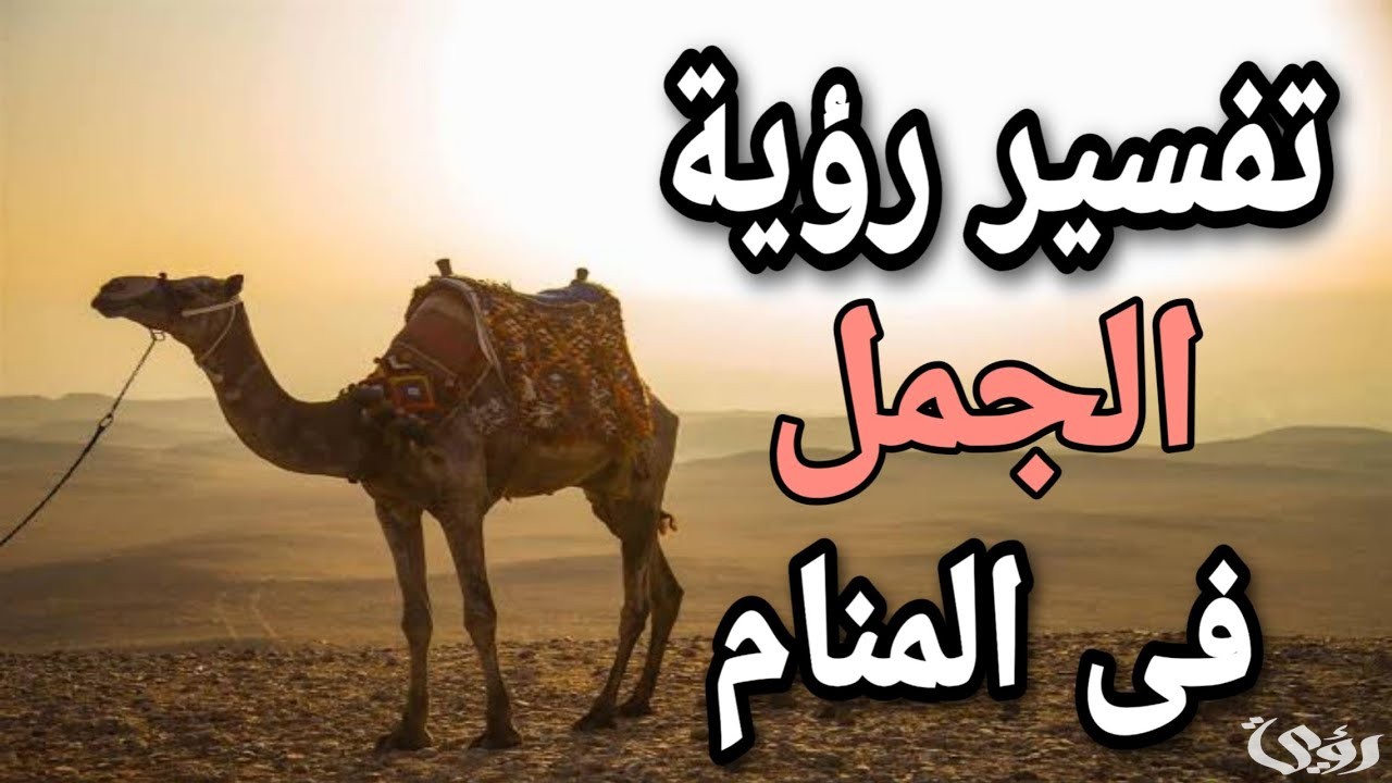 ما تفسير حلم رؤية ركوب الجمل للعزباء 3 تفسير حلم ركوب الجمل للعزباء