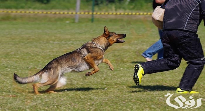 تفسير رؤية الكلاب تلاحقني في المنام