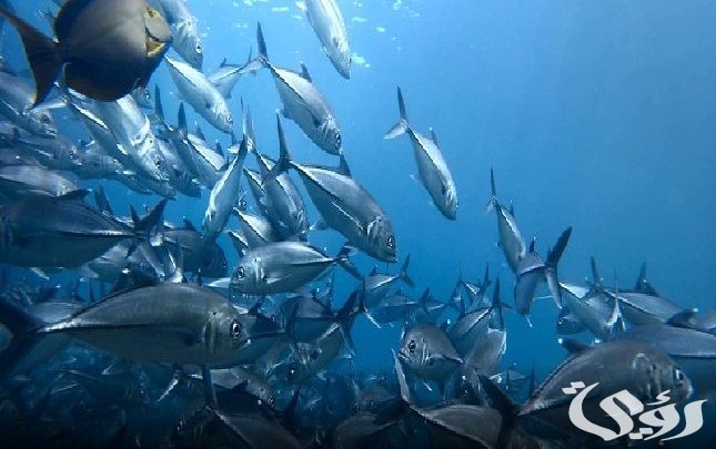 بحث عن الثروة السمكية