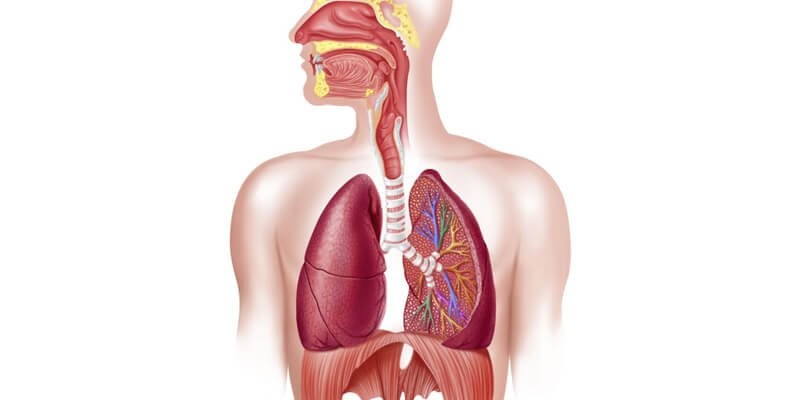 بحث عن الجهاز التنفسي 5 بحث عن الجهاز التنفسي
