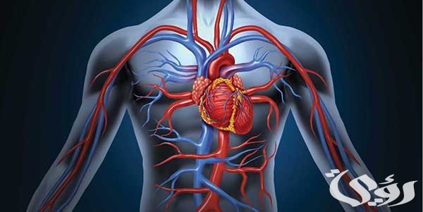 بحث عن الجهاز الدوري 4 بحث عن الجهاز الدوري