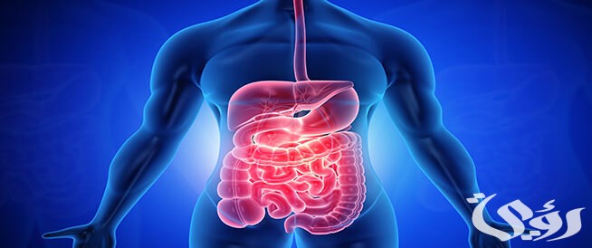 بحث عن الجهاز الهضمي