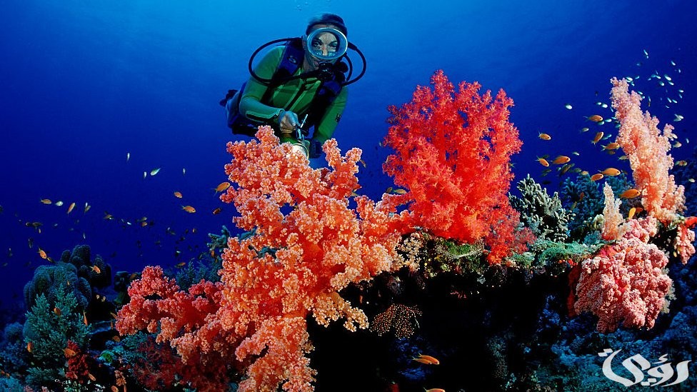 بحث عن الشعب المرجانية 9 بحث عن الشعب المرجانية