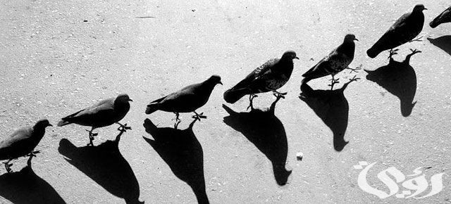 بحث عن الظل