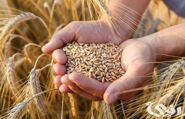 بحث عن القمح