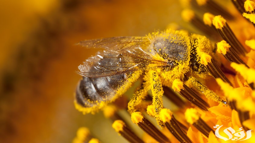 بحث عن النحل