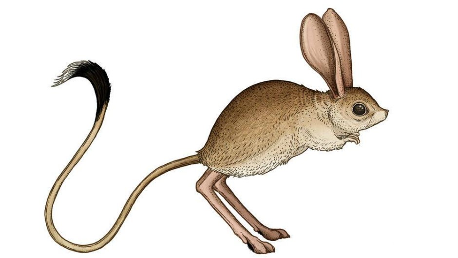 بحث عن اليربوع القافز 7 بحث عن اليربوع القافز