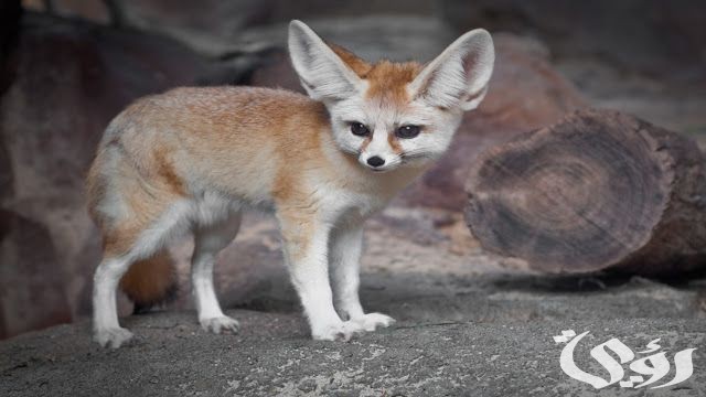 بحث عن ثعلب الفنك