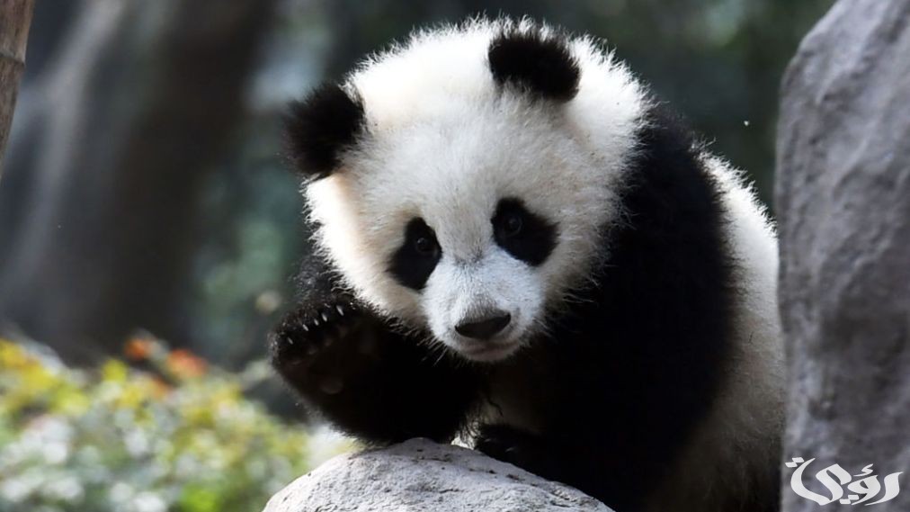 بحث عن حيوان الباندا