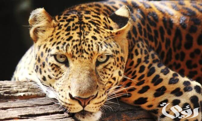 بحث عن حيوان الجاكوار 2