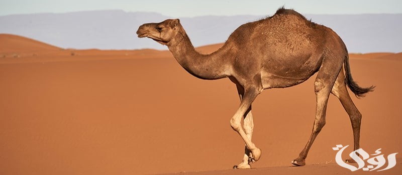 بحث عن حيوان الجمل