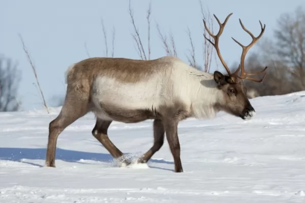 بحث عن حيوان الرنة