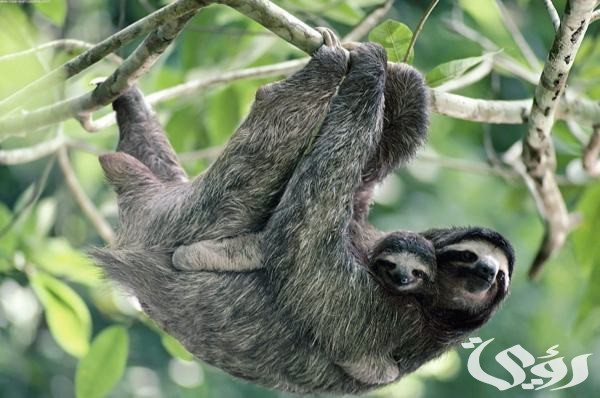 بحث عن حيوان الكسلان 1