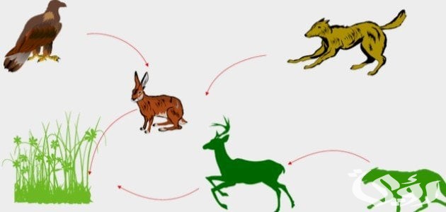 بحث عن سلسلة غذائية