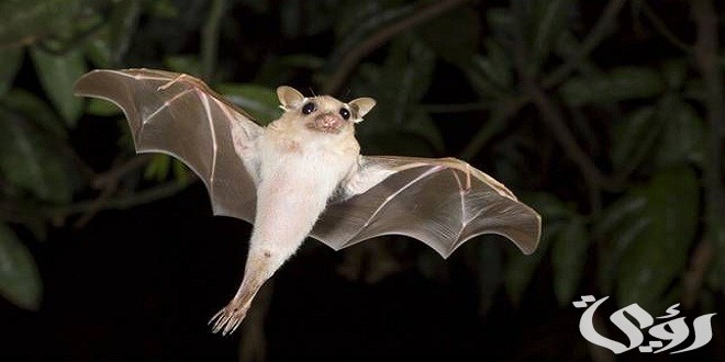 بحث عن طائر الخفاش