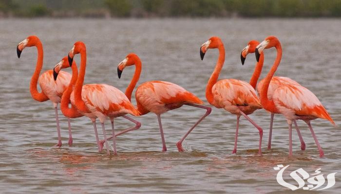 بحث عن طائر الفلامنجو