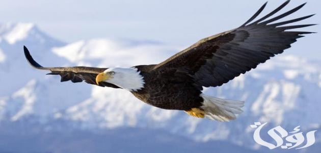 بحث عن طائر النسر