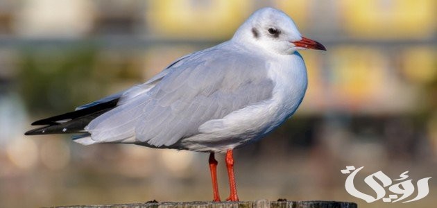 بحث عن طائر النورس