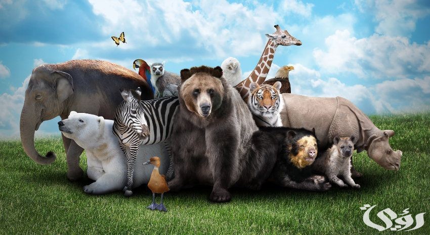 بحث عن غرائب المخلوقات