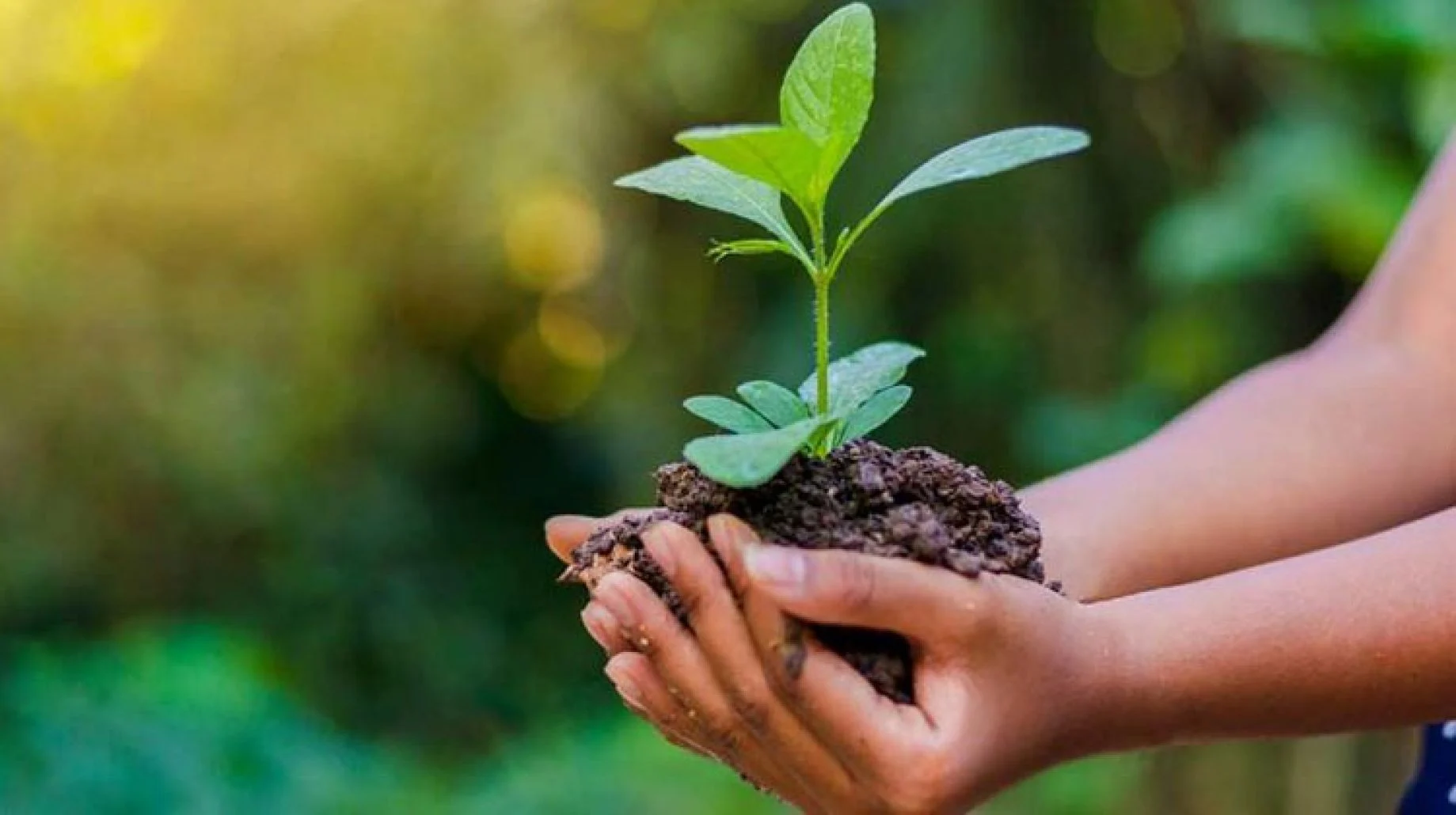 بحث عن يوم البيئة العالمي