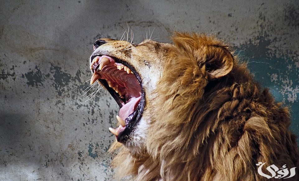 ما تفسير حلم رؤية أسد يأكل إنسان 2 تفسير حلم أسد يأكل إنسان
