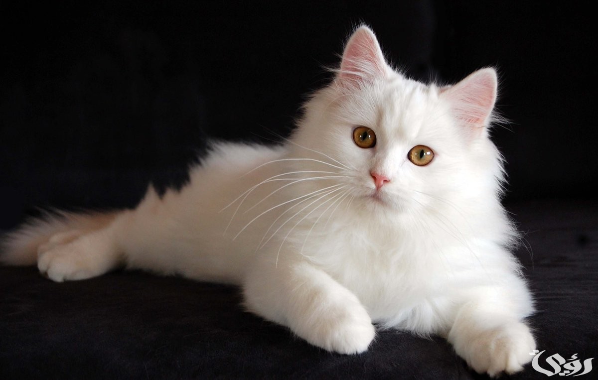 تفسير حلم قطة بيضاء تلاحقني