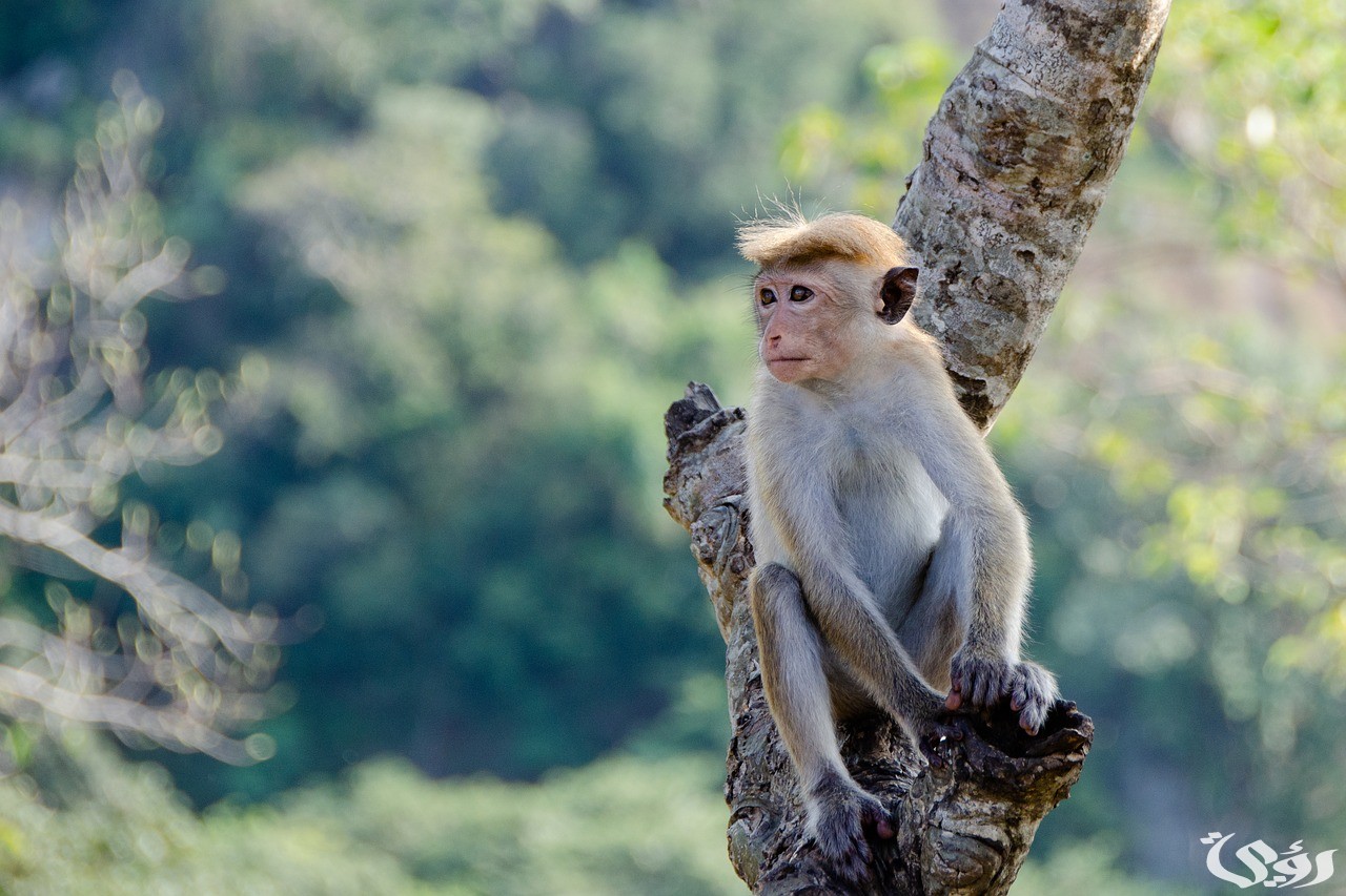 تفسير حلم رؤية قرد يحاول الهجوم
