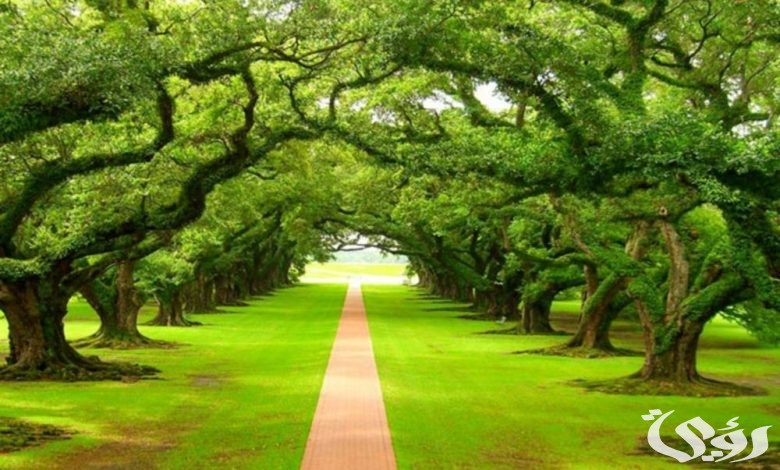 تفسير رؤية أرض خضراء واسعة في المنام للمتزوجة