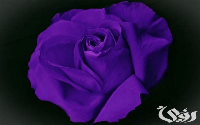 أسماء الزهور البنفسجية ومعانيها بالتفصيل
