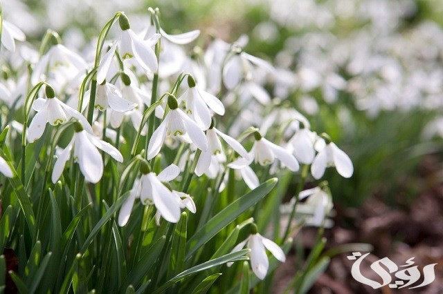 70+ أسماء الزهور بالتركي بالترجمة 2 أسماء الزهور بالتركي