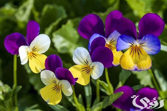 أسماء الزهور بالفارسي