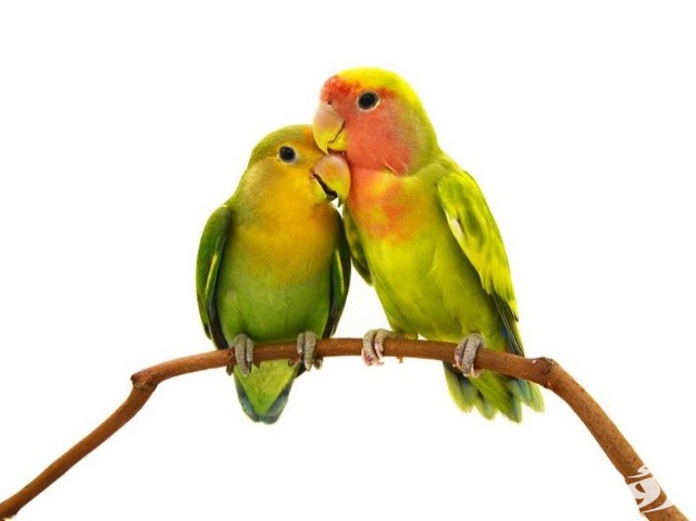 أسماء عصافير الروز للإناث والذكور