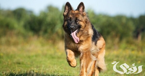 أسماء كلاب جيرمن