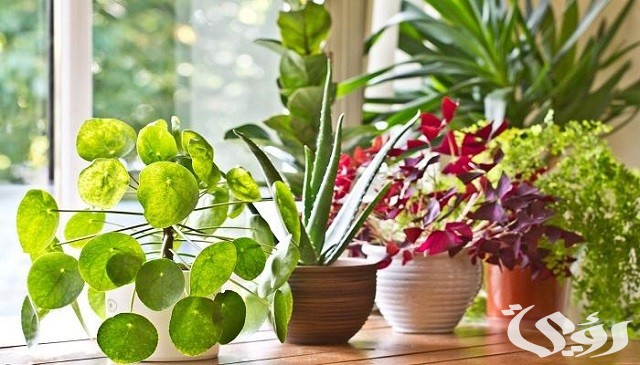 40+ أسماء نبات الزينة 4 أسماء نبات الزينة