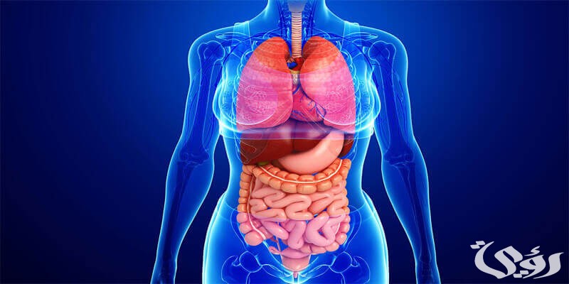 اذاعة مدرسية عن أعضاء الجسم 2 اذاعة مدرسية عن أعضاء الجسم